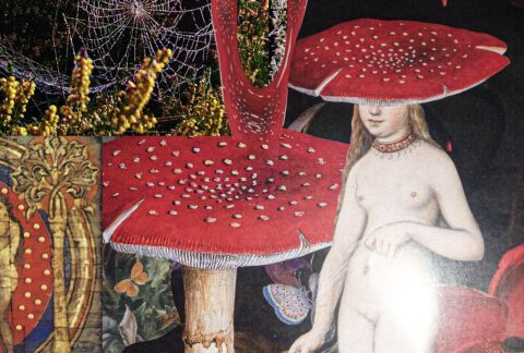 Amanita Nidra